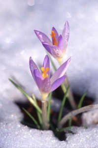 winter to spring