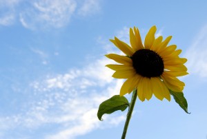 summer-home-selling-tips-homeselling-hot-weather-strategies-real-estate-season-summer summer-home-selling-tips-homeselling-hot-weather-strategies-real-estate-season-summer